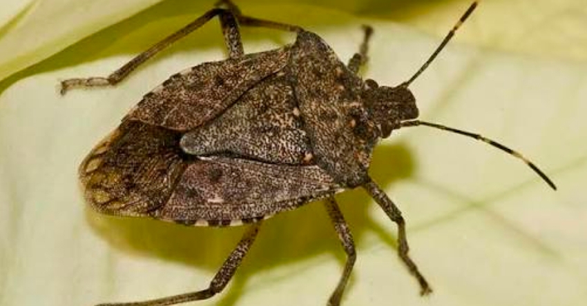 Аспециалист иабжьгарақәа