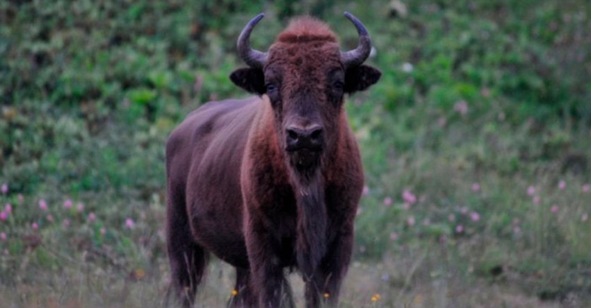 Урыстәылантәи адомпеиқәа – Аԥсныҟа